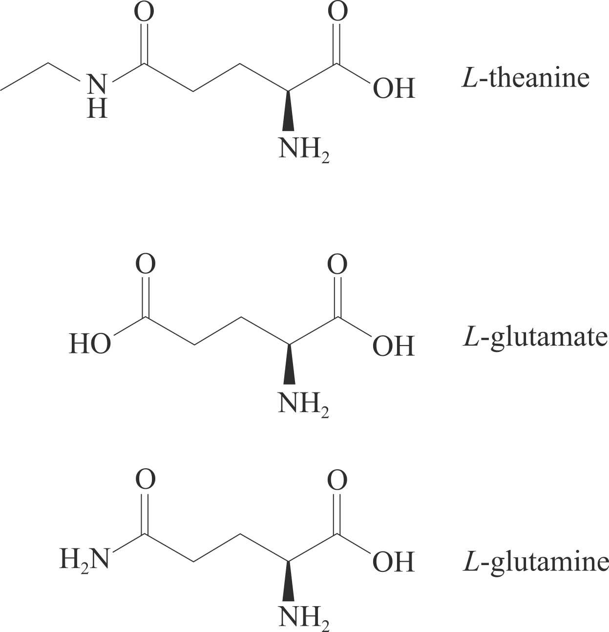 Schéma présentant les structures de la L-théanine, du L-glutamate et de la L-glutamine chimiquement proches