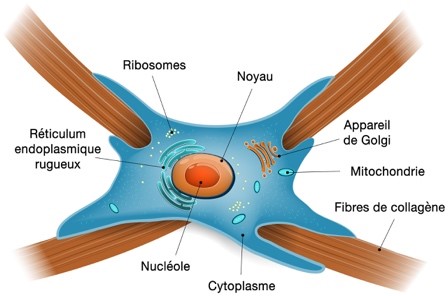 Représentation d’un fibroblaste humain impliqué dans la cicatrisation des tissus cutanés