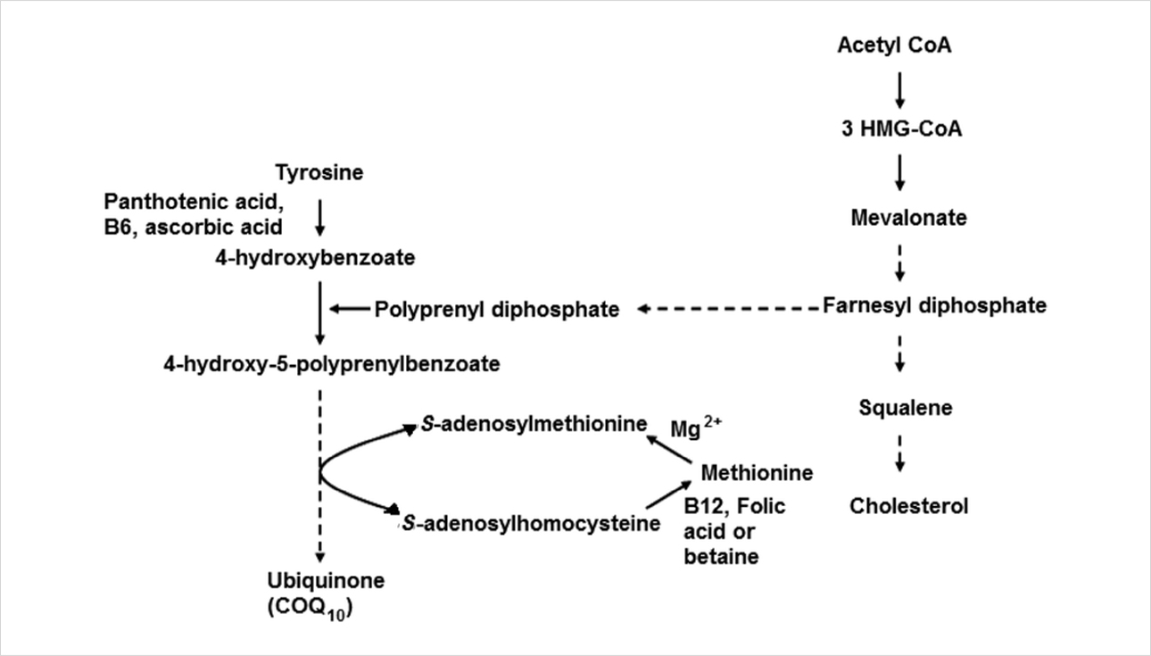 Schéma présentant la biosynthèse de l’ubiquinone.