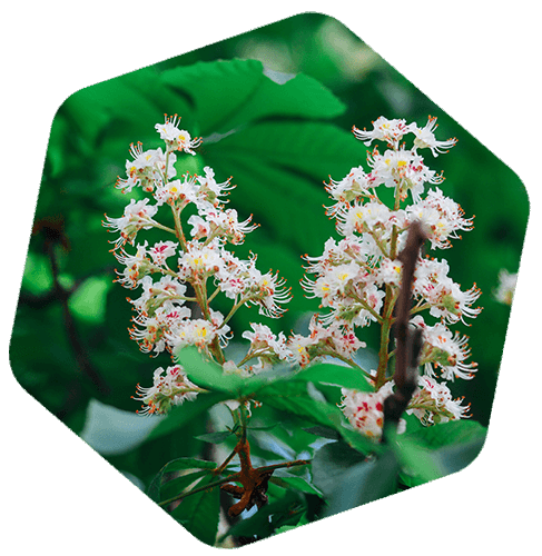 Fleur de marronnier d’Inde : Aesculus hippocastanum