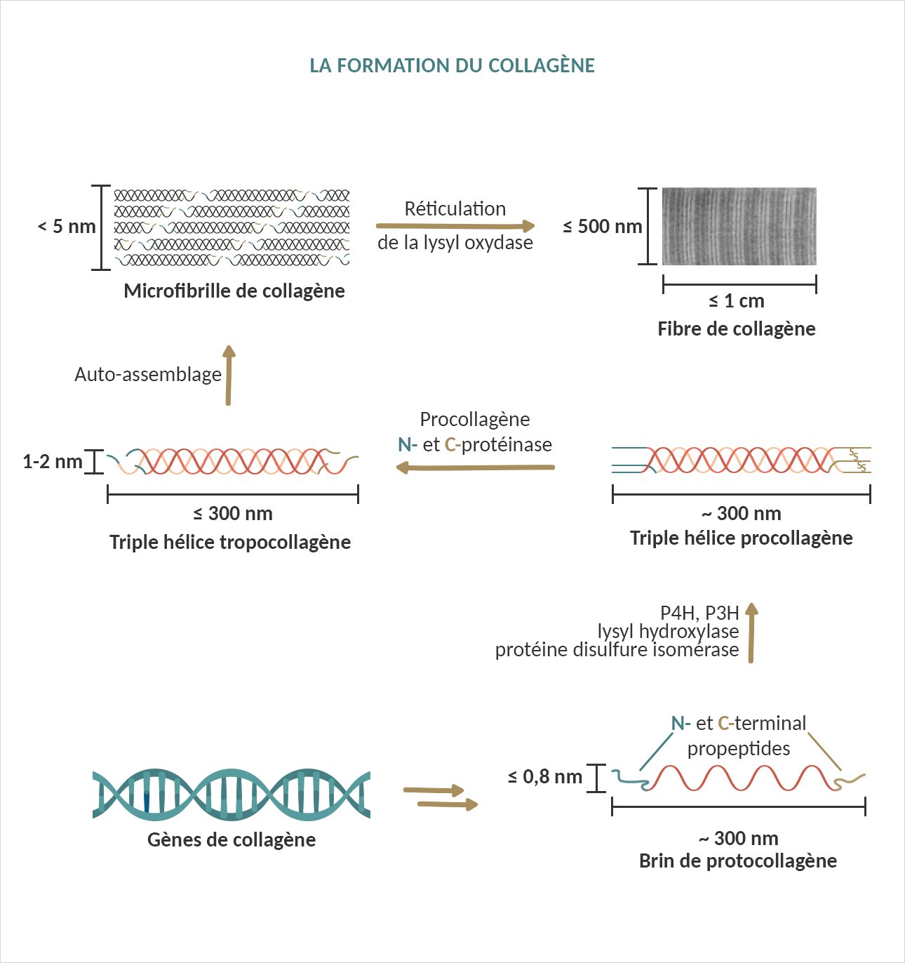 Formation du collagène