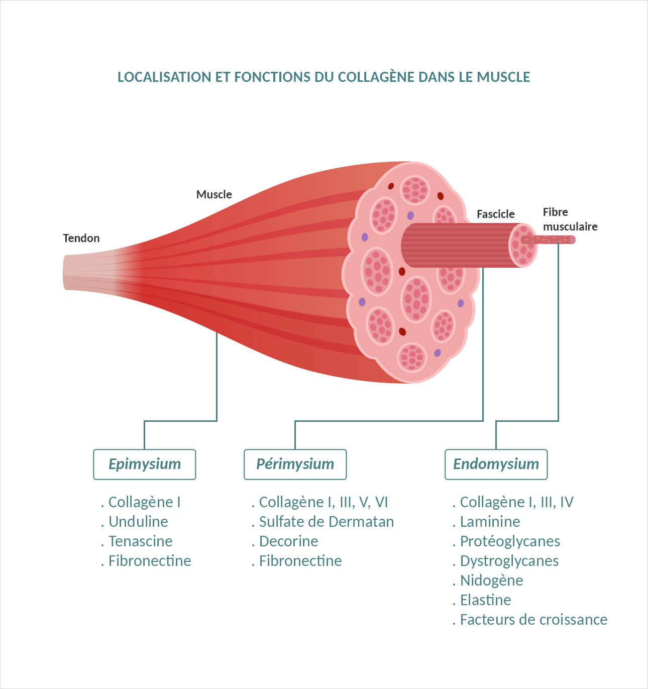 Localisation-fonctions-collagène-unae