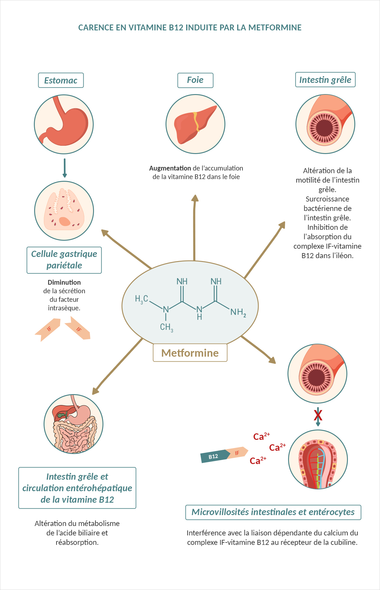 Mécanismes potentiels expliquant les méfaits de la metformine sur le statut en vitamine B12