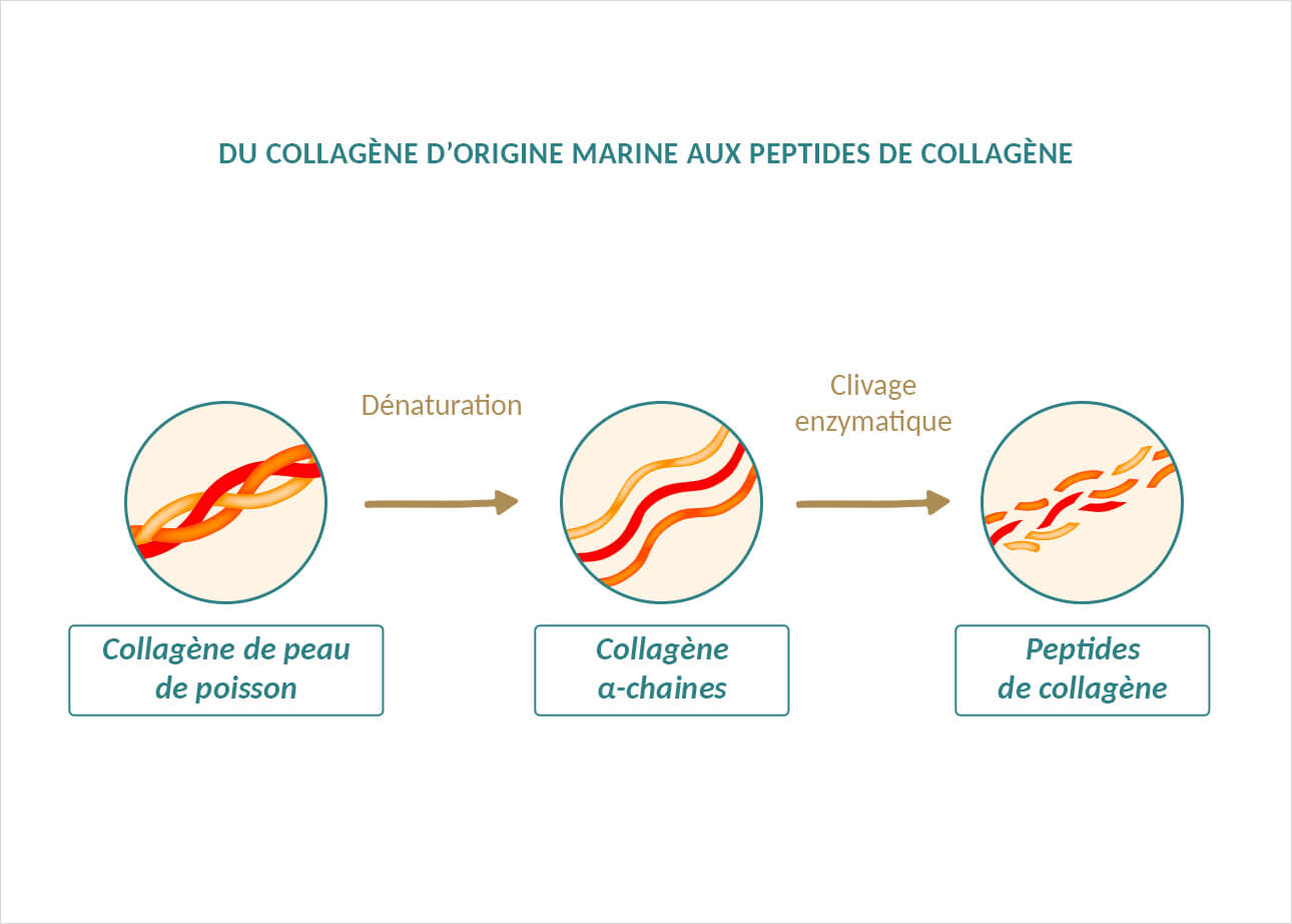 Origine-marine-Collagène