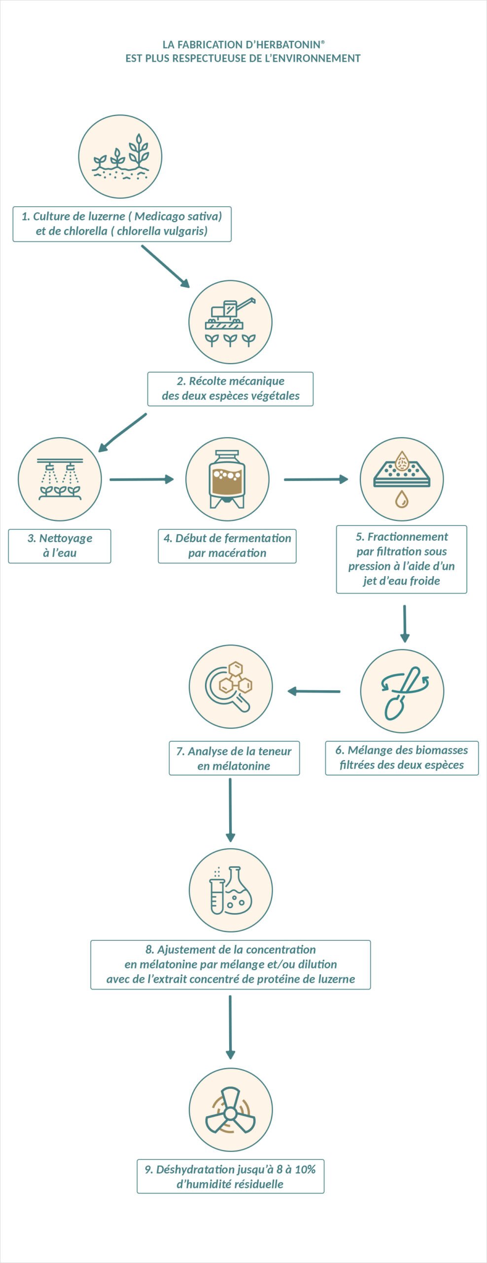 Schéma présentant la fabrication d’Herbatonin® se dispensant de produits chimiques dangereux, privilégiant le recourt à des méthodes physiques et au solvant le plus écologique, l’eau.