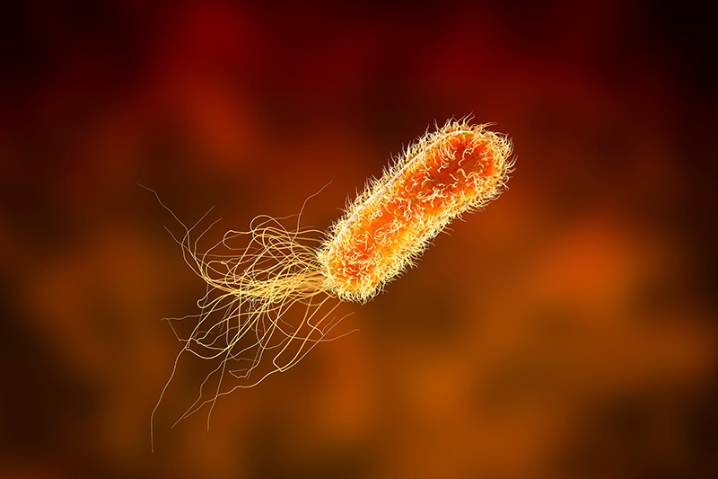 La bactérie Pseudomonas aeruginosa est à l’origine d’infections nosocomiales.