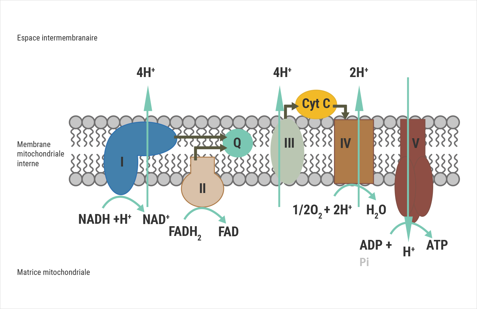 Schéma présentant le coenzyme Q10 participant à la production d'ATP
