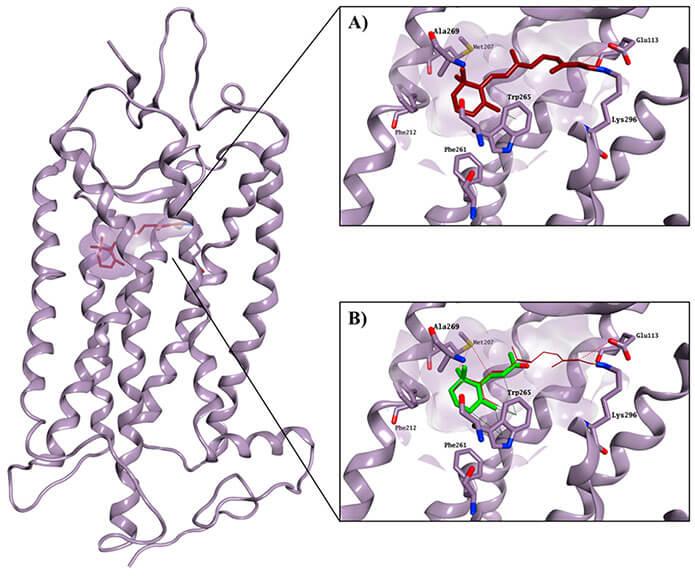 Schéma moléculaire de la rhodopsine montrant l’interaction du rétinal avec la protéine opsine, indispensable à la perception de la lumière dans la rétine.