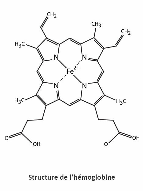 Structure chimique du groupement hème avec l’ion fer central dans l’hémoglobine


