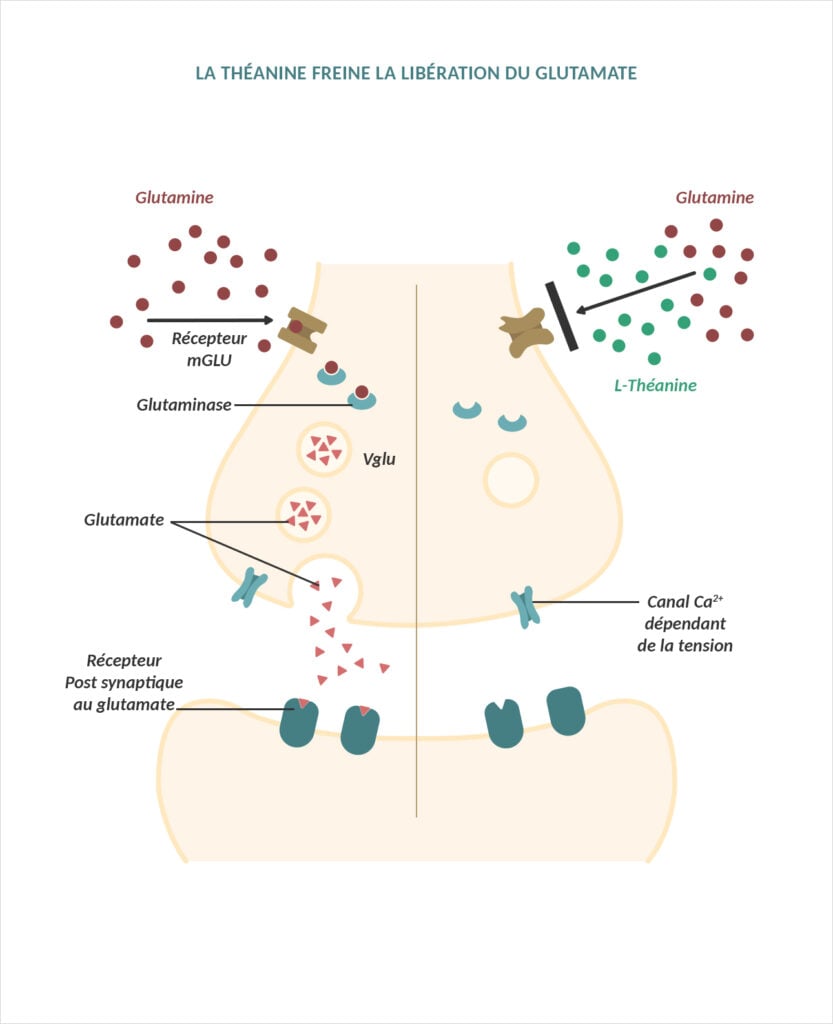 illustration montrant que la théanine freine la libération du glutamate