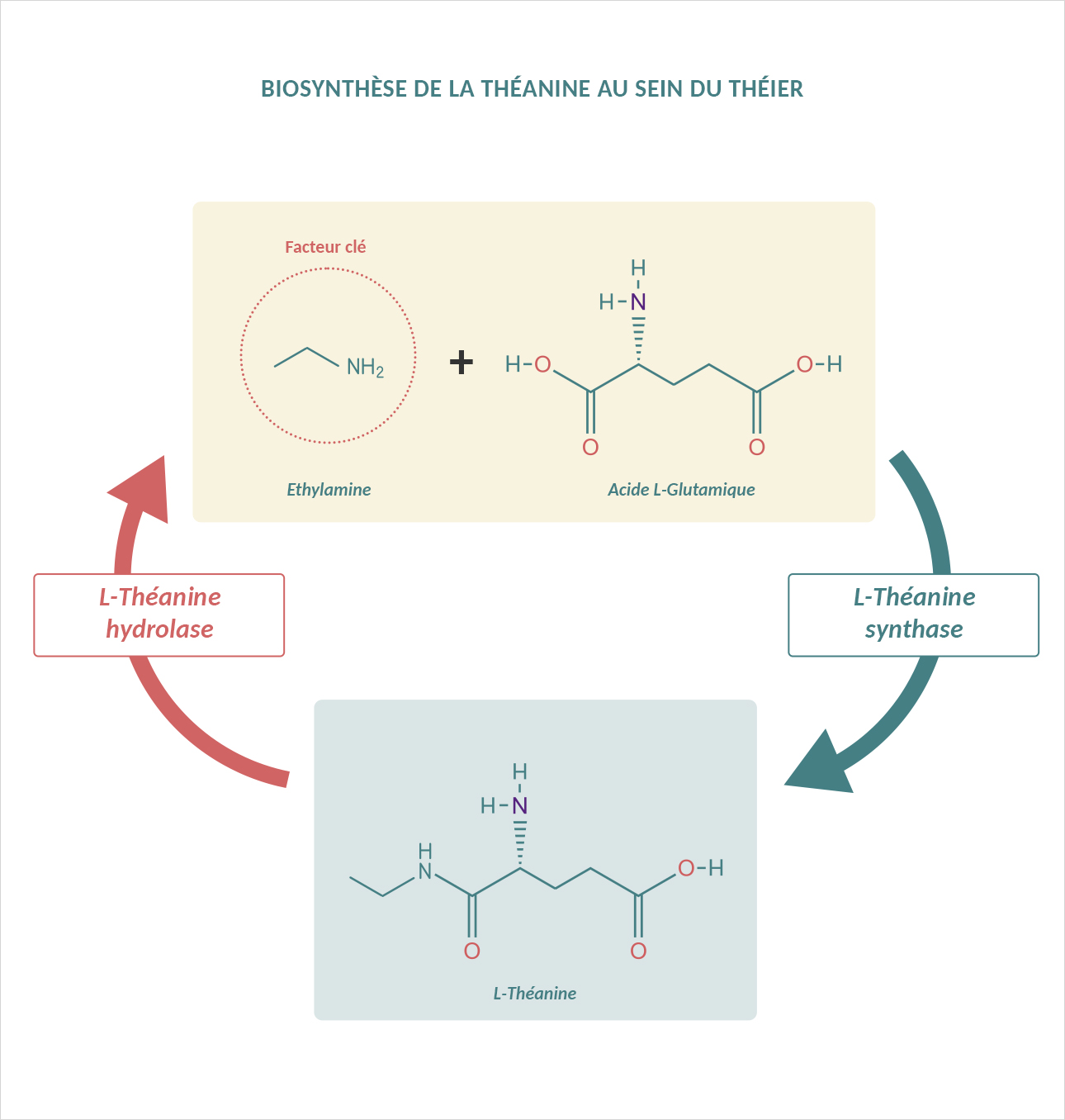 Schéma présentant la biosynthèse de la théanine au sein du théier