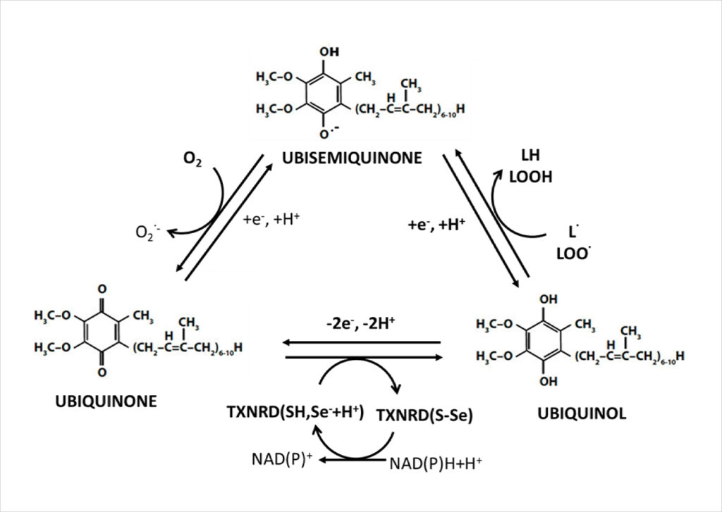 Schéma du cycle redox entre ubiquinone, ubisemiquinone et ubiquinol, les trois formes du coenzyme Q10