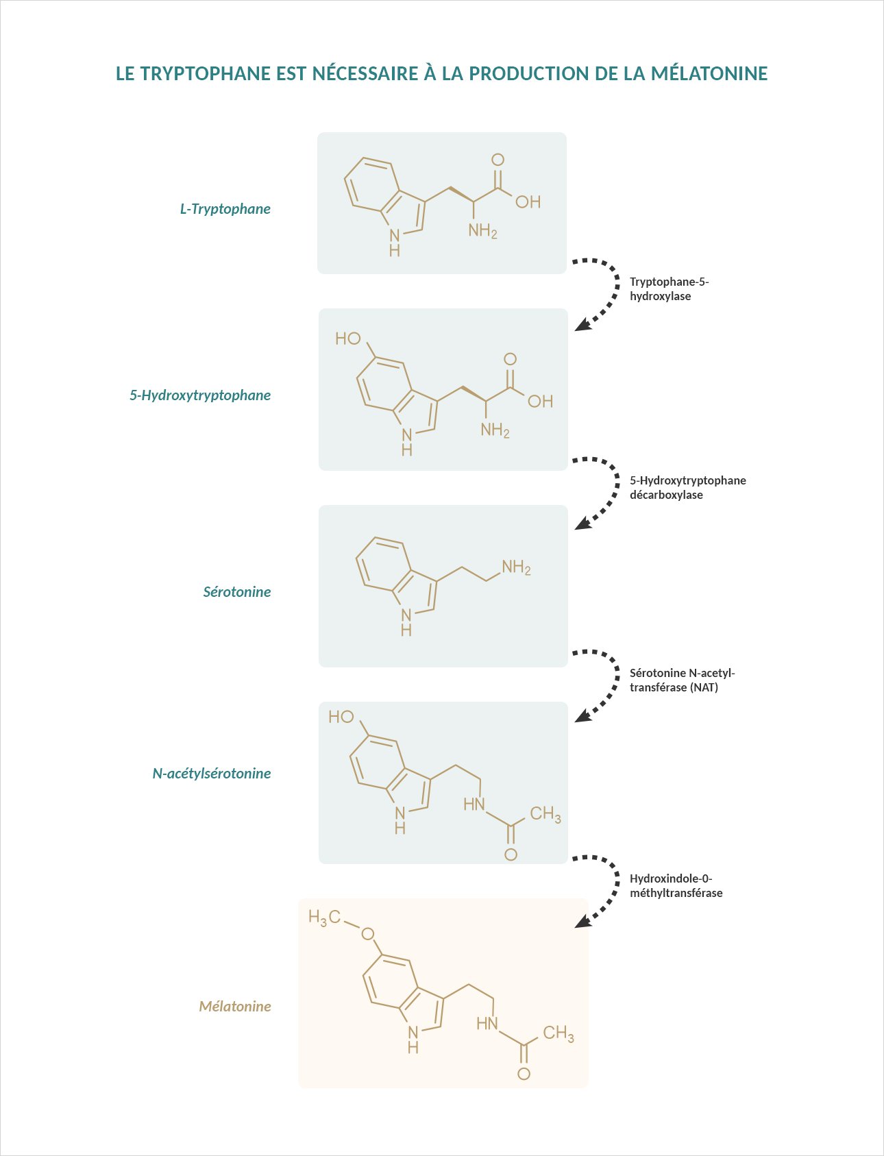 Schéma montrant que le tryptphan est nécessaire à la production de la mélatonine. 