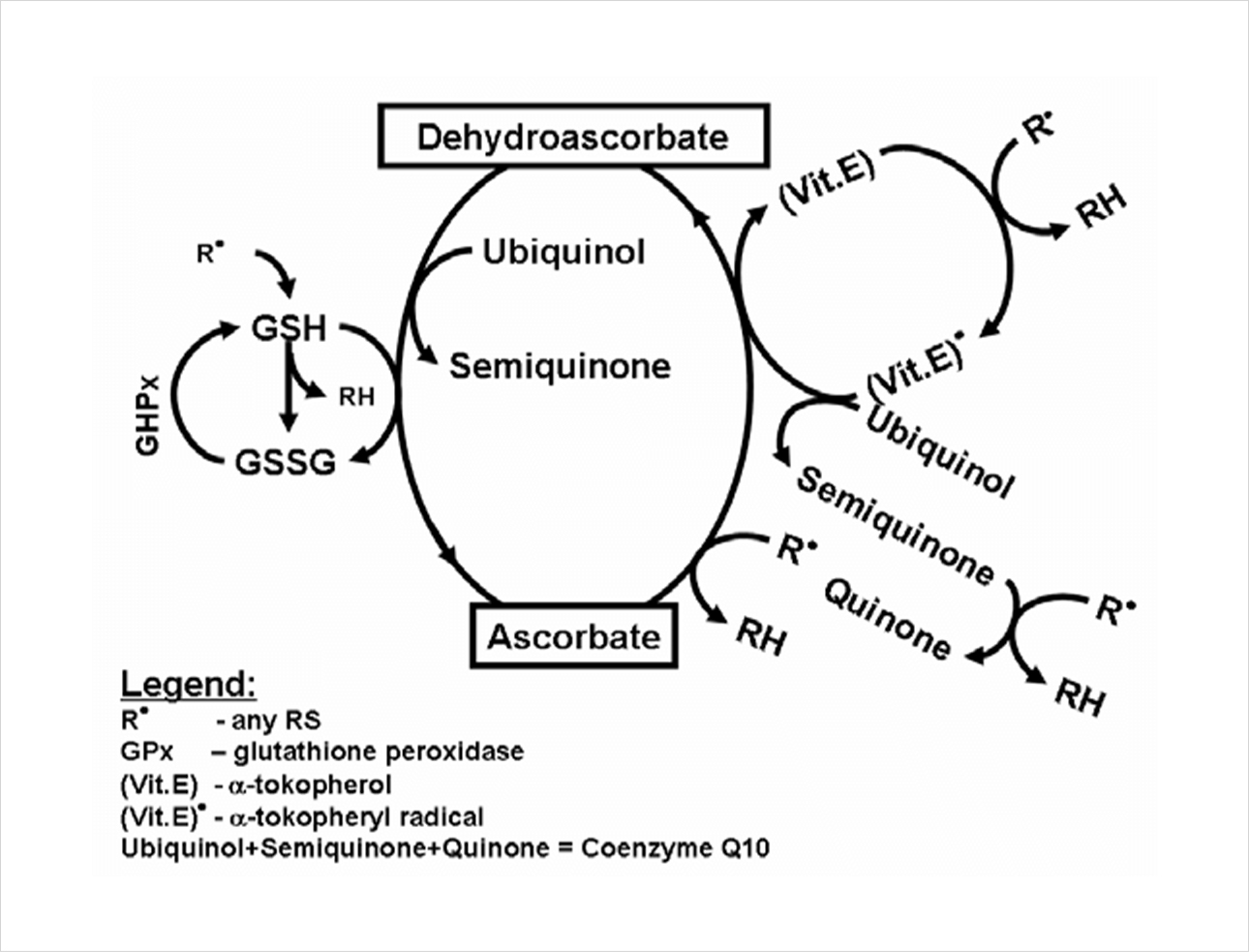Schéma présentant Le coenzyme Q10 régénèrant les vitamines antioxydantes E et C