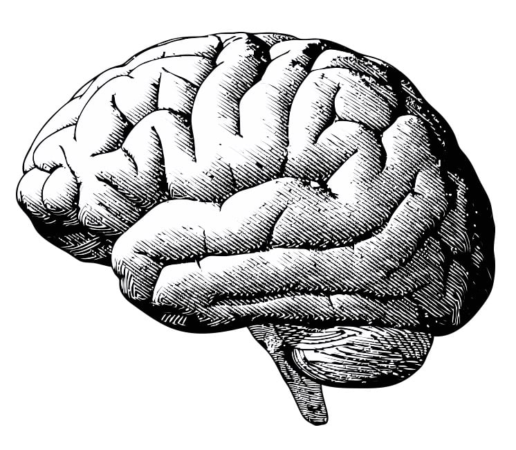Gravure de cerveau humain