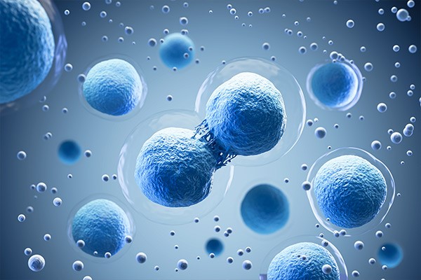 Illustration d'une division cellulaire
