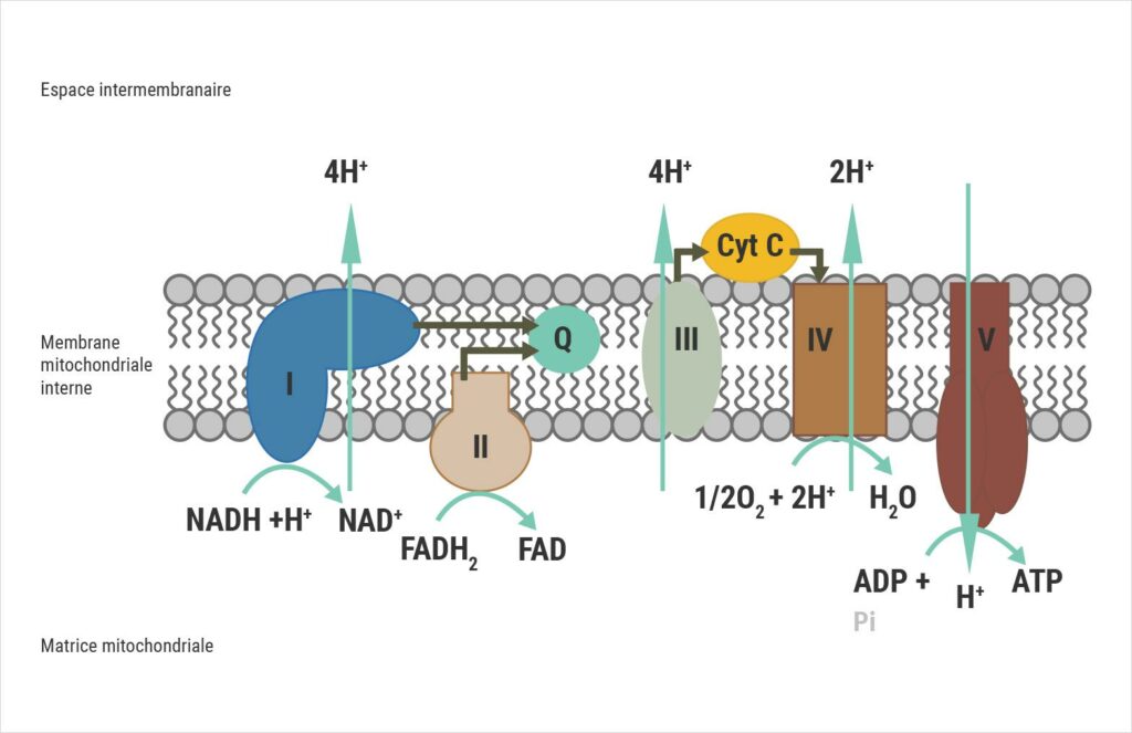 Schéma de la chaîne respiratoire mitochondriale illustrant le rôle du coenzyme Q10 dans la production d’ATP