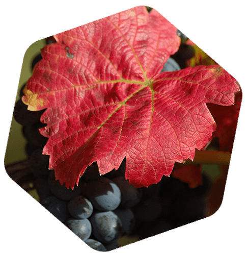 Feuille de vigne rouge (Vitis vinifera var. tinctoria)