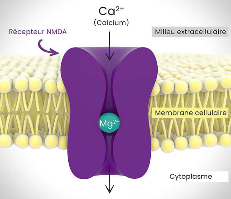  Le rôle du magnésium dans la régulation des récepteurs NMDA et du calcium au niveau des membranes cellulaires.