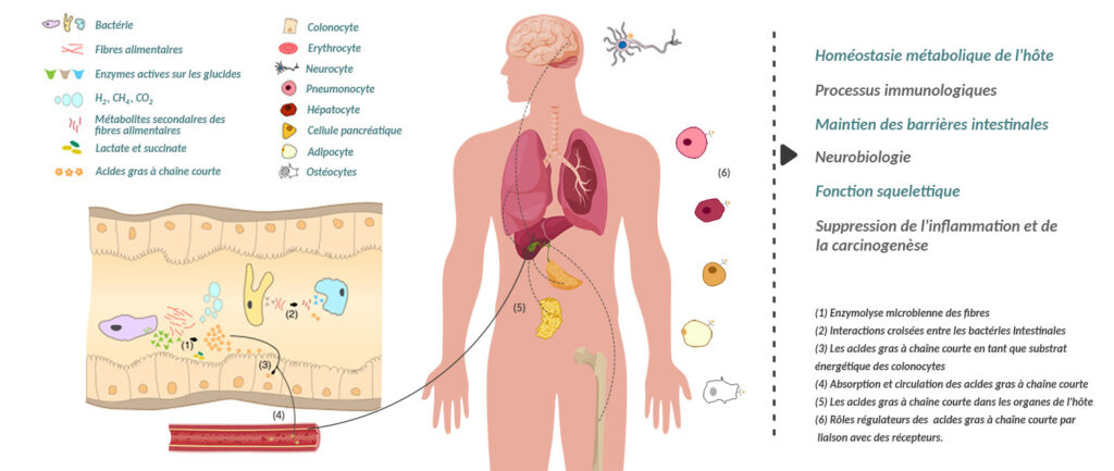 Dégradation des fibres alimentaires par le microbiote intestinal et la production d’acides gras à chaîne courte bénéfiques pour la santé.
