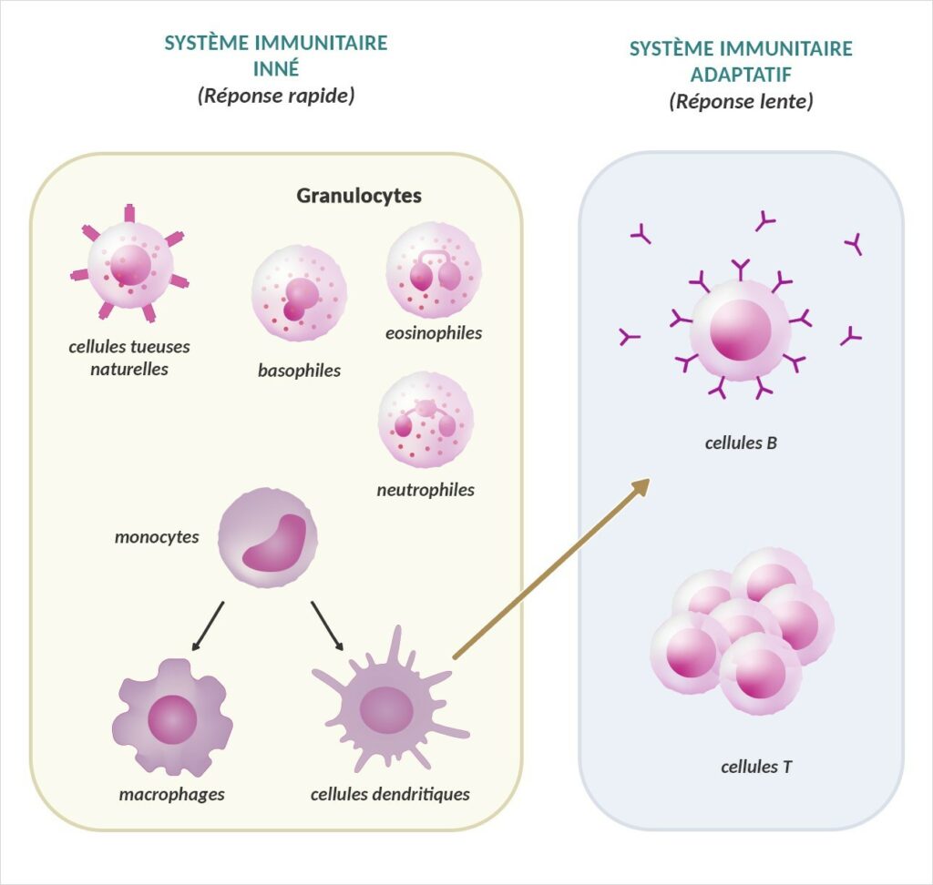 mécanismes de défense immunitaires du système immunitaire