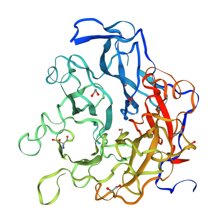 Rendu 3D de la Glycosidase Q8A0C7 produite par Bacteroides thetaiotaomicron