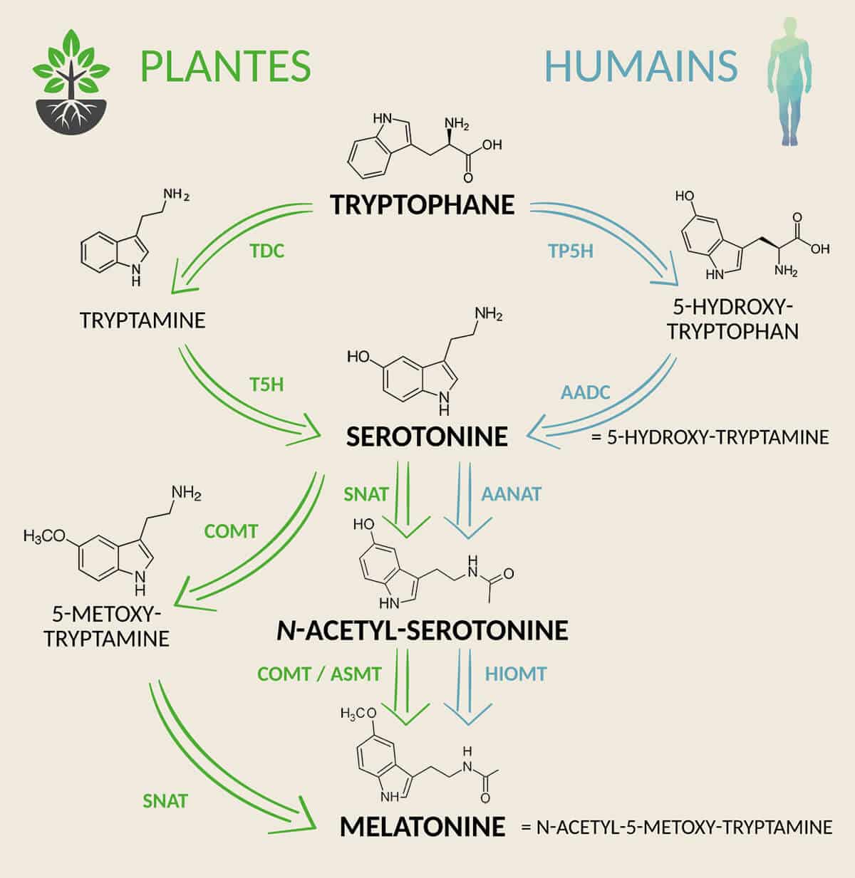 Illustration présentant des points communs entre les plantes et les humains dans la production de la mélatonine