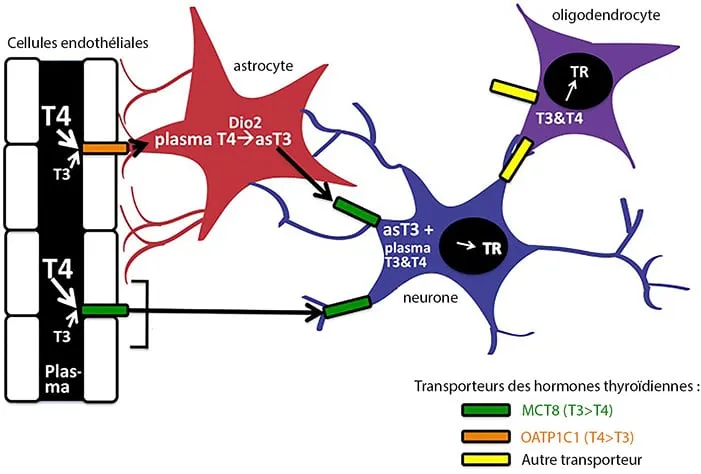 Schéma des interactions des hormones thyroïdiennes T3 et T4 dans les cellules cérébrales