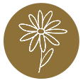 Icône fleur marguerite minimaliste sur fond beige