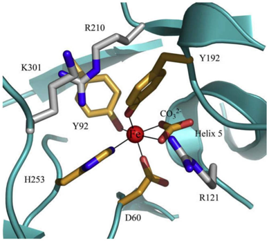 Représentation 3D du site de liaison du fer dans la structure de la lactoferrine