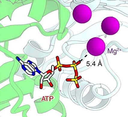 Schéma illustrant le rôle du magnésium dans la synthèse de l’ATP, molécule clé pour la production d’énergie cellulaire.