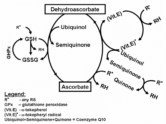 Schéma du coenzyme Q10 dans la régénération des antioxydants vitamine E et vitamine C