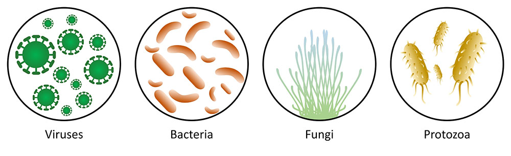 illustration de virus, bactéries, champignons et protozoaire présents dans le microbiote intestinal