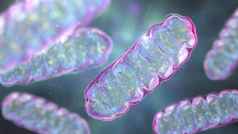image présentant une mitochondrie