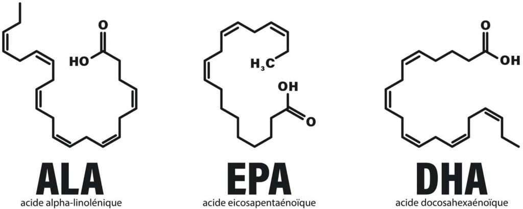 Formules chimiques de l’ALA, de l’EPA et du DHA, illustrant les différentes structures des oméga-3