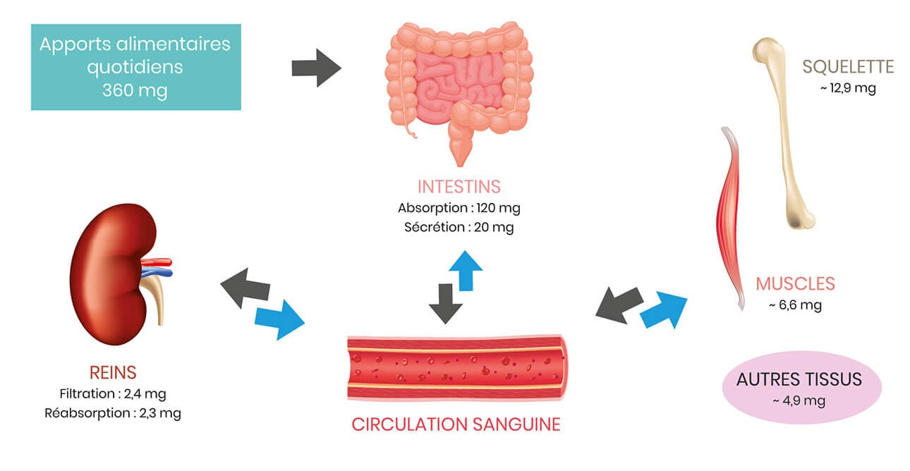 OmniMag® magnésium B6 Laboratoire UNAE