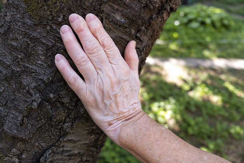 alt="Main d’une personne âgée posée sur le tronc d’un arbre, montrant une peau ridée et fine, symbole du vieillissement cutané."