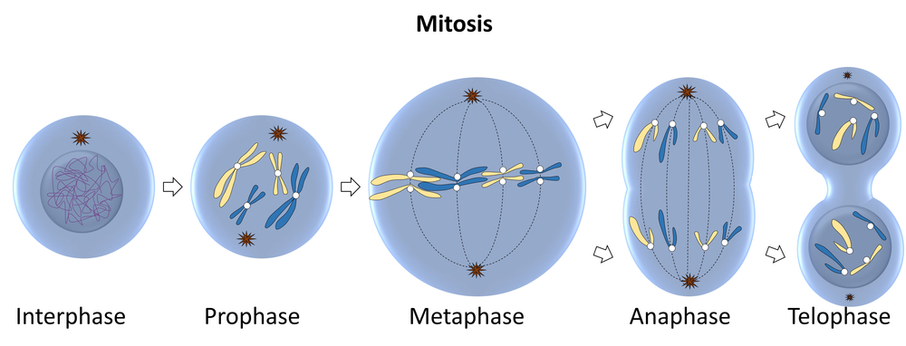 Schéma des différentes phases de la mitose cellulaire : interphase, prophase, métaphase, anaphase, télophase.