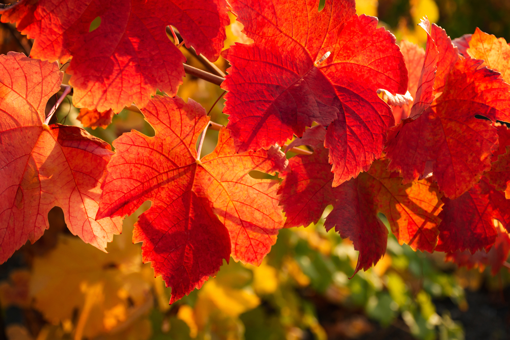 Feuilles de vigne rouge riches en anthocyanes, utilisées en phytothérapie pour favoriser la circulation sanguine et le confort des jambes.