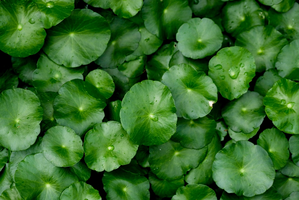 feuilles de centella asiatica plante étudiée pour ses bienfaits sur la gestion du stress et la mémoire