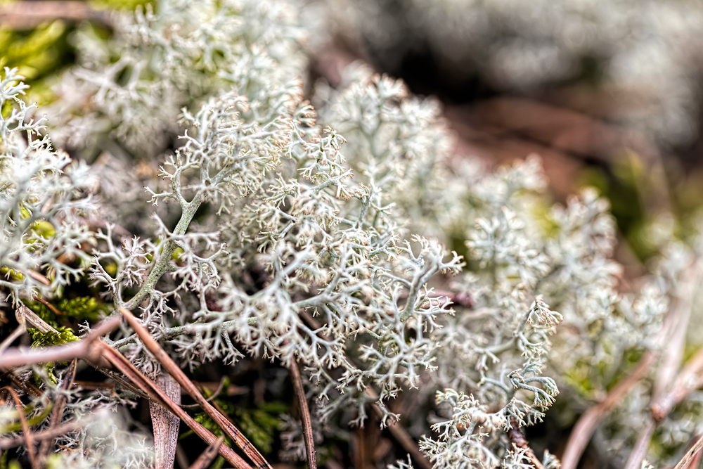 Photo de lichen sauvage