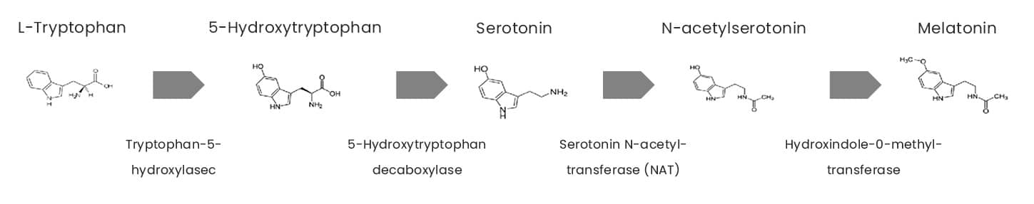 Graphique expliquant que le tryptophane est nécessaire à la production de la mélatonine