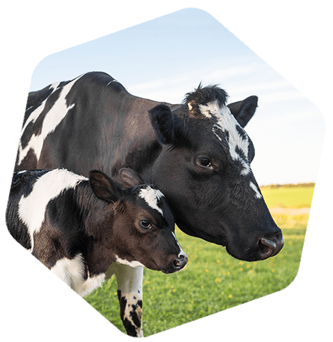 vache Holstein et son veau