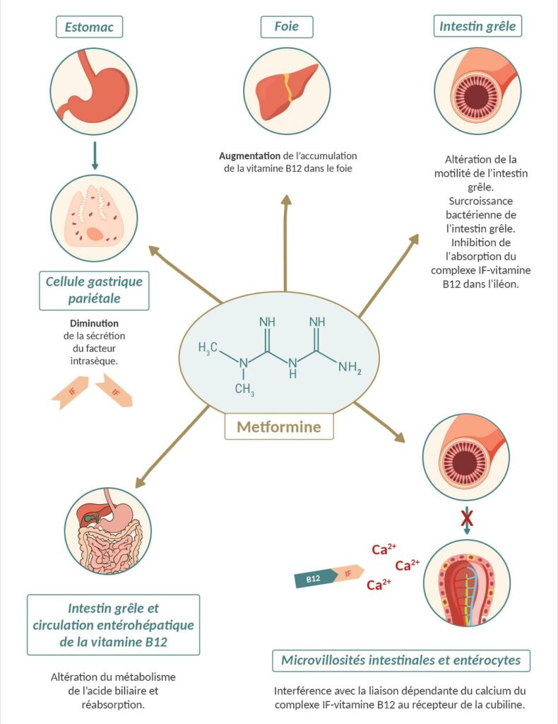 les mécanismes d'une carence en vitamine B12 induite par la metformine.
